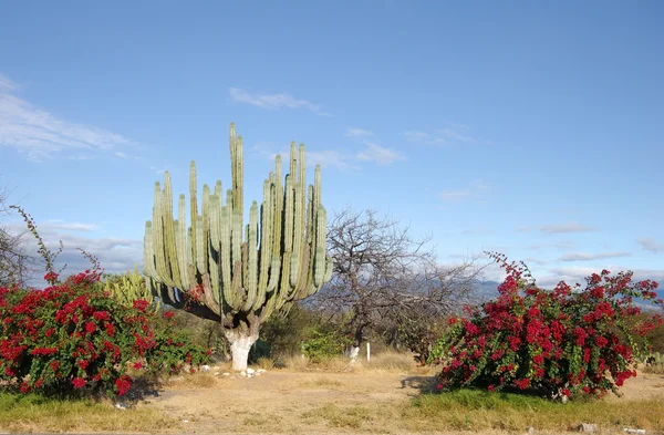 Mexico landschap — Stockfoto