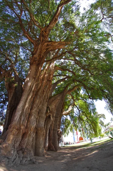 Туле-дерево Мексики — стоковое фото