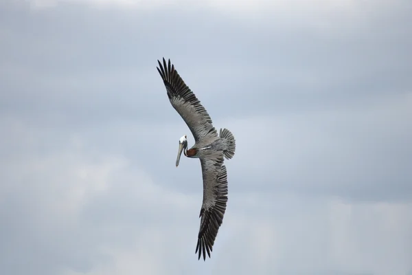 Flying pelican — Stock Photo, Image