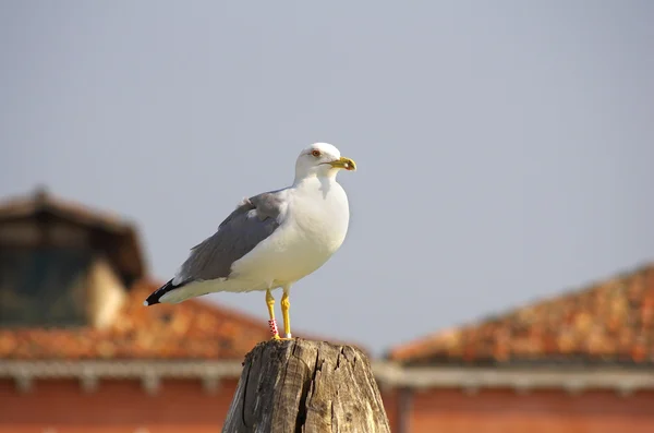 Seagull — Stock Photo, Image