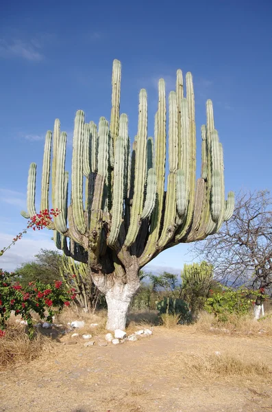 Reus cactus — Stockfoto