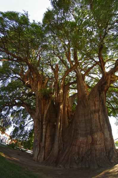 Tule tree in México — Fotografia de Stock