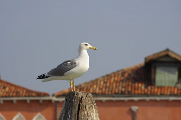 Seagull — Stock Photo, Image