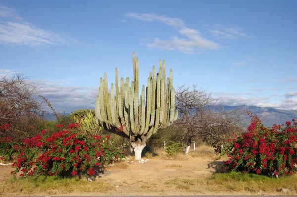 Messico paesaggio — Foto Stock