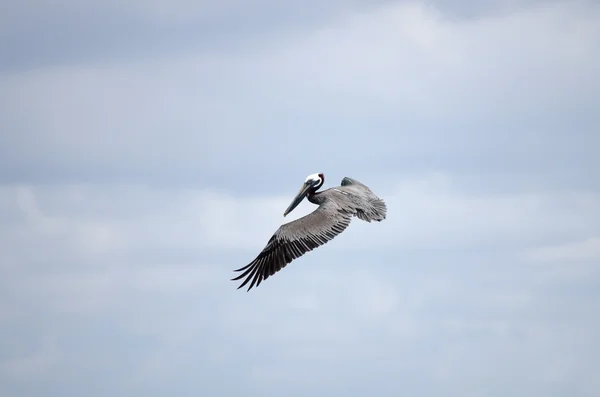 Flying pelican — Stock Photo, Image