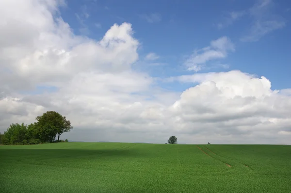 The field — Stock Photo, Image