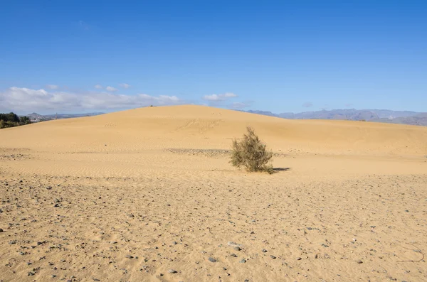 Dunas de maspalomas — Fotografia de Stock