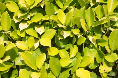 Euonymus
