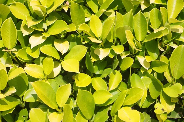 Euonymus — Stockfoto