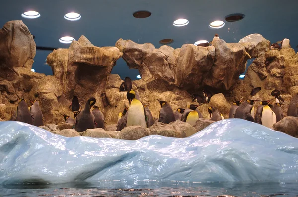 Pingüinos — Foto de Stock