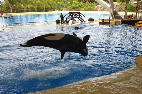 Espectáculo de ballenas en Loro Parque —  Fotos de Stock