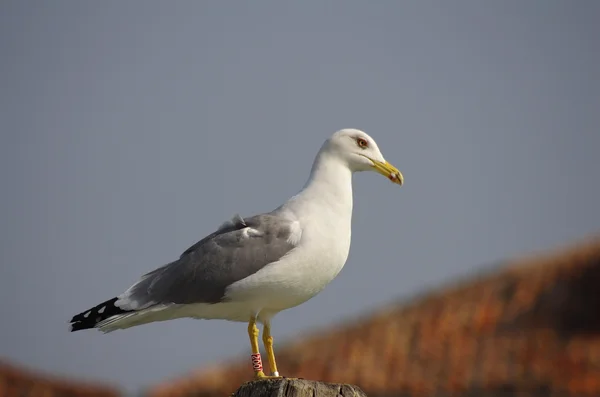 Seagull — Stock Photo, Image