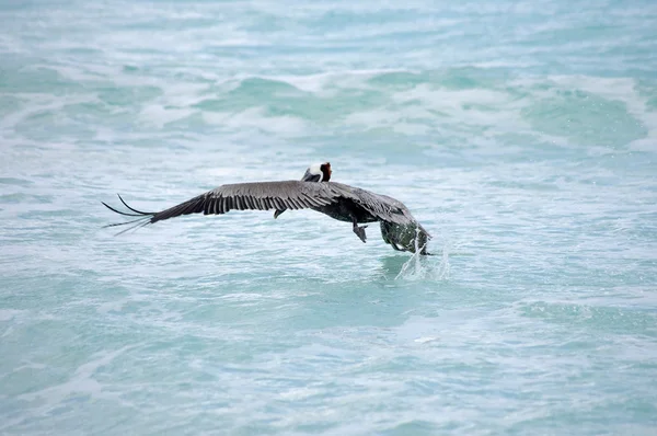 Hunting pelican — Stock Photo, Image