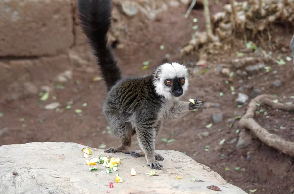 Lemur — Stockfoto