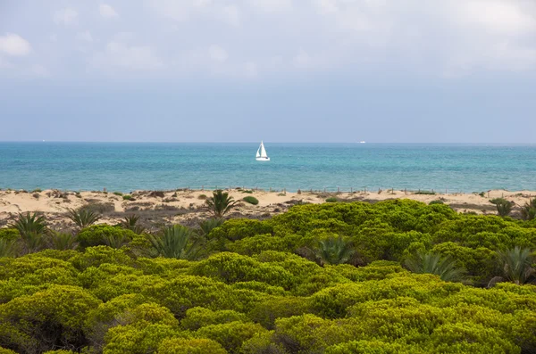 Dune de la marina — Foto Stock