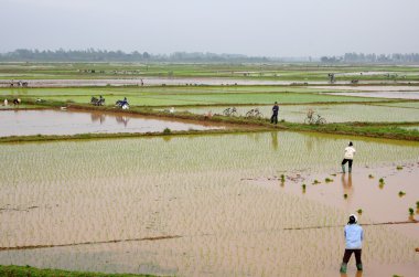 Vietnamca çiftçi pirinç fidan nakli