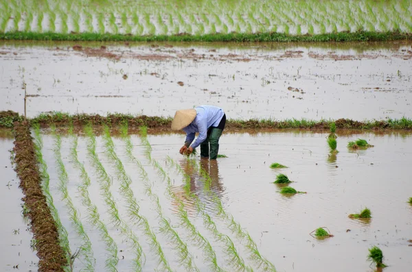 Agricultor vietnamita transplanta mudas de arroz — Fotografia de Stock