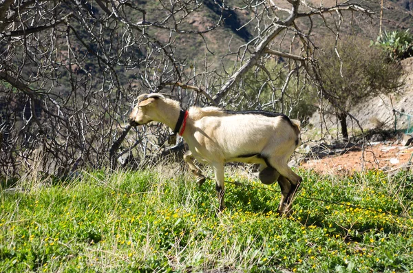 Beyaz keçi dağlarda — Stok fotoğraf