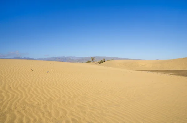 Dunes of Maspalomas — Stock Photo, Image