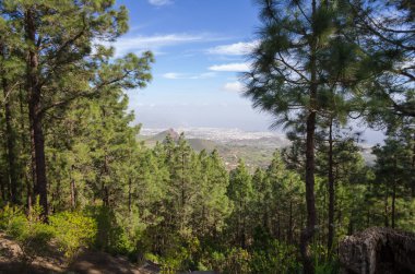 Çam ahşap bir dağ yamacında