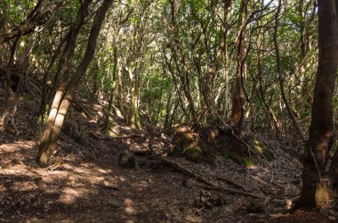 Laurel orman Anaga Milli Parkı'nda