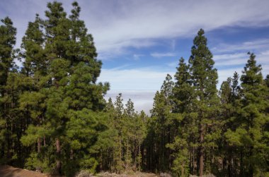 Çam ahşap bir dağ yamacında