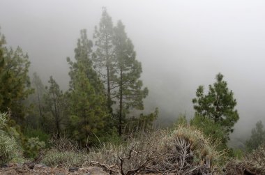 Çam ahşap bir dağ yamacında