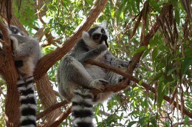 Ring-Tailed Maki