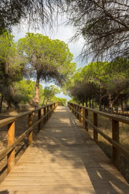 Çam ormanı La Marina