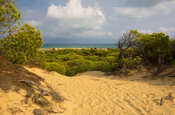 沙丘 de La 滨海 — 图库照片