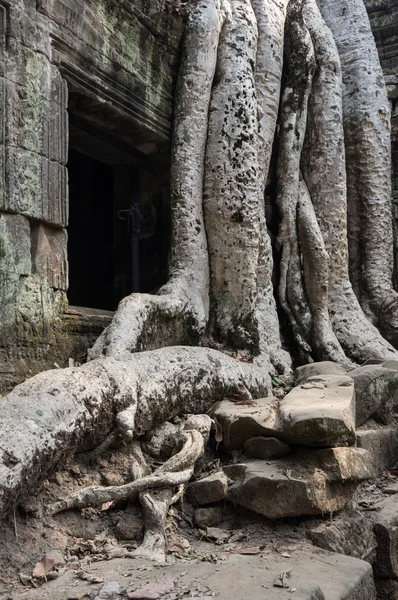 Templo de Ta prohm —  Fotos de Stock