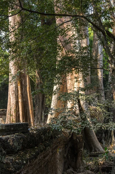 Ta prohm Tapınağı — Stok fotoğraf