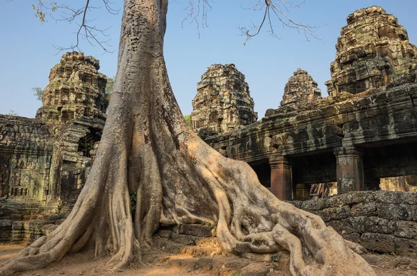 Ta prohm chrám — Stock fotografie