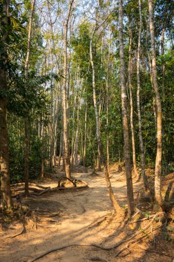 Kamboçya'da yağmur ormanları