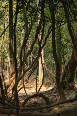 Kamboçya'da yağmur ormanları