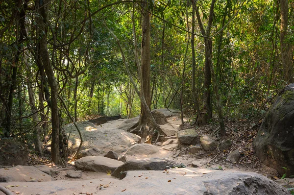 Rainforest w Kambodży — Zdjęcie stockowe