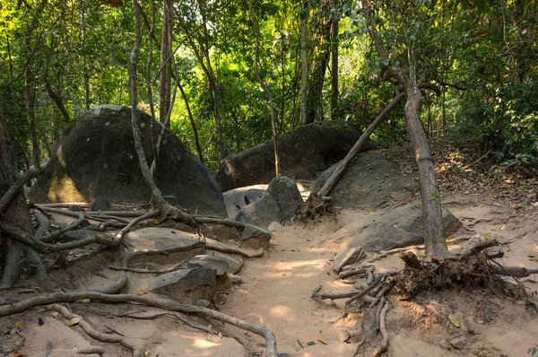Kamboçya'da yağmur ormanları — Stok fotoğraf