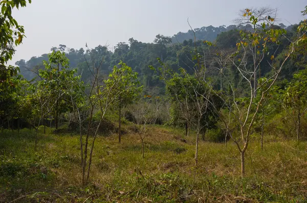 Hutan hujan di Kamboja — Stok Foto
