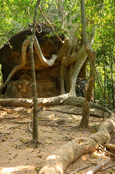 Kamboçya'da yağmur ormanı — Stok fotoğraf