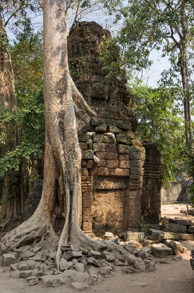 Ta prohm chrám — Stock fotografie