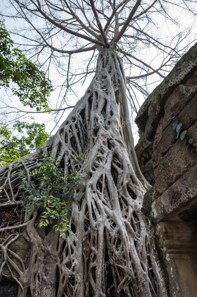 Ta Prohm temple