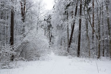 Bir kış ormandaki ağaçlar
