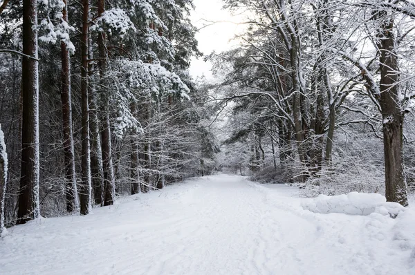 Alberi in una foresta invernale — Foto Stock