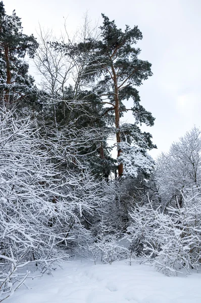Árvores numa floresta de inverno — Fotografia de Stock