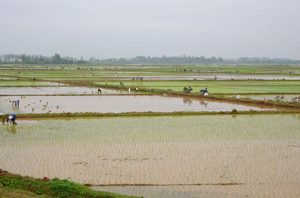 Рисовое поле во Вьетнаме — стоковое фото