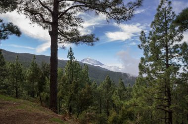 Çam ahşap bir dağ yamacında