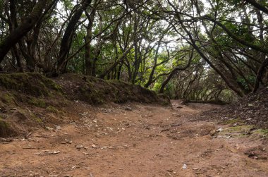 Laurel orman Anaga Milli Parkı'nda