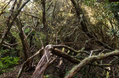 Laurel orman Anaga Milli Parkı'nda