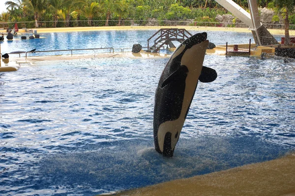 Espectáculo de ballenas en Loro Parque —  Fotos de Stock