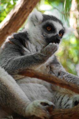 Ring-Tailed Maki